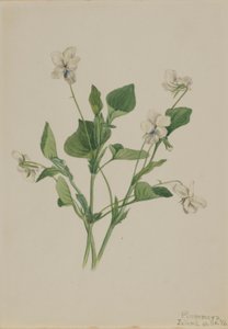 Crème viooltje (Viola striata)