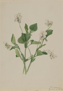 Crème Viooltje Viola striata, 1918