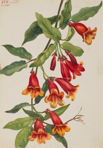 Kruiswijn Anisostichus capreolatus, 1925
