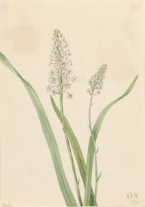 Kraaigif (Chrosperma muscaetoxicum)