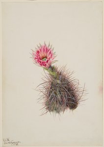 Komkommercactus, 1939 door Mary Vaux Walcott
