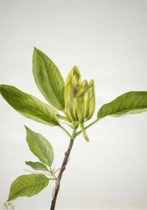 Komkommerboom Magnolia scuminata, 1938