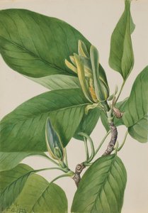 Komkommerboom Magnolia acuminata, 1922