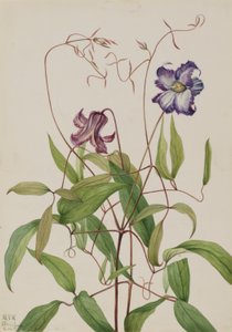 Krulclematis (Clematis crispa) door Mary Vaux Walcott