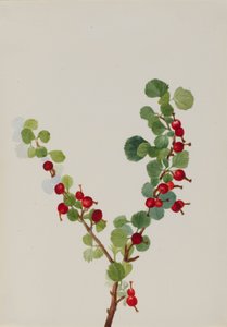 Aalbessen onvoltooid Ribes soorten, n.d.