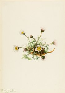 Knipbladvlo (Erigeron compositus) door Mary Vaux Walcott