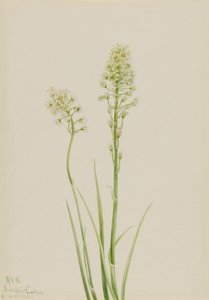 Dodemanskamas (Zygadenus venenosus) door Mary Vaux Walcott