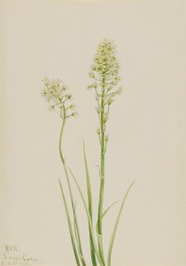 Doodskam Zygadenus venenosus, 1923 door Mary Vaux Walcott