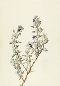 Dodentallei salie (Salvia funerea)