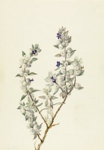 Death Valley Salie Salvia funerea, ca. vroege jaren 1930 door Mary Vaux Walcott