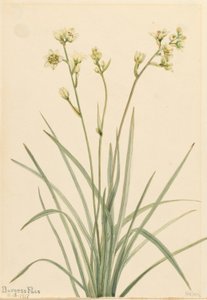 Dodemanscamas (Zygadenus elegans)