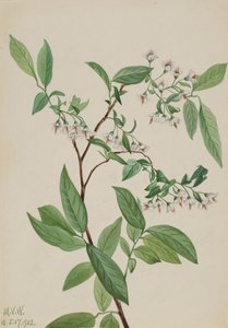Deerberry Polycodium stamineum, 1922
