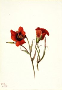 Woestijn mariposa (Calochortus kennedyi)