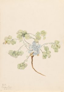 Dubbele blaasjesknop (Physaria didymocarpa)