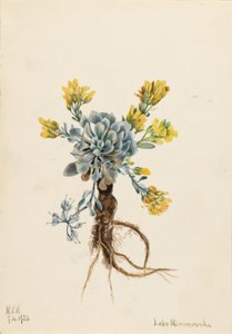 Dubbele blaasjesknop (Physaria didymocarpa)