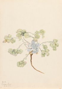 Dubbele Blaasjeskruid Physaria didymocarpa, 1920 door Mary Vaux Walcott