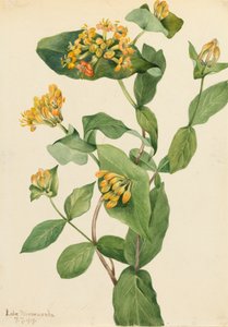 Douglas Kamperfoelie Lonicera glaucescens, 1919 door Mary Vaux Walcott