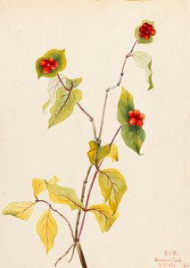 Douglas Kamperfoelie door Mary Vaux Walcott