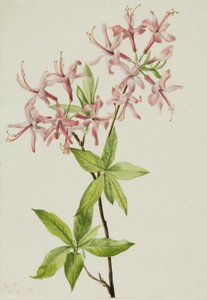 Donzige Pinxterbloei (Azalea rosea)