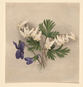 Oranjebroek (Bikukulla cucullaria) door Mary Vaux Walcott