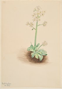 Vroege Saksenbloem (Saxifraga virginiensis)