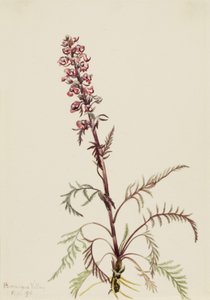 Elephanthead (Pedicularis groenlandica)