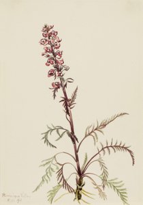 Olifantenkop Pedicularis groenlandica door Mary Vaux Walcott
