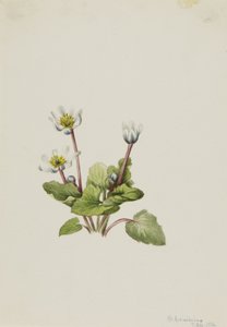 Elkslip Caltha leptosepala, 1916 door Mary Vaux Walcott