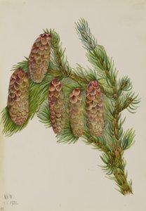 Engelmannspar (Picea engelmanni) door Mary Vaux Walcott