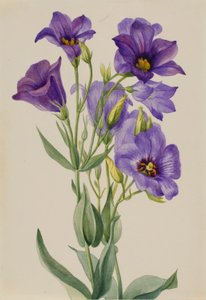 Eustoma russelianum door Mary Vaux Walcott