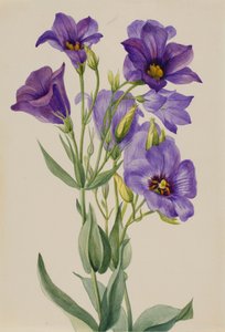 Eustoma russelianum, ca. vroege jaren 1930 door Mary Vaux Walcott