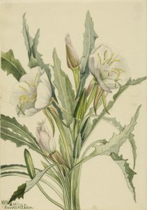 Teunisbloem (Pachyoplus hirsutus) door Mary Vaux Walcott