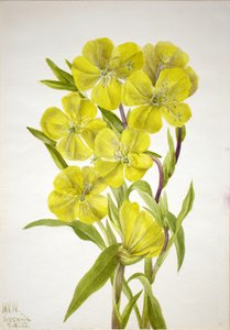 Avondprimula Oenothera