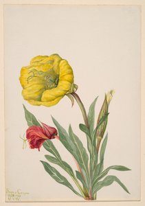 Avondprimula Oenothera howardi, 1928-1931