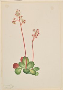 Wintergroene saksiflora (Leptarrhena pyrolifolia) door Mary Vaux Walcott