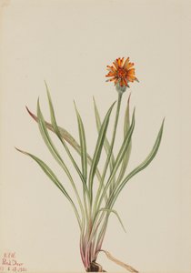 Valse Paardenbloem Agoseris aurantiaca, 1921