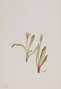 Valse Paardenbloem Agoseris carnea, 1918 door Mary Vaux Walcott