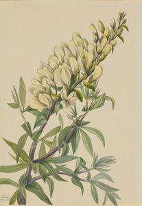 Valse indigo (Baptista bructeata) door Mary Vaux Walcott