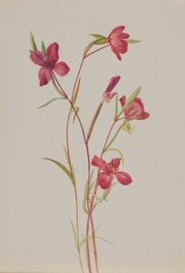 Afscheid van de lente Godetia amoena lilja, ca. 1930s door Mary Vaux Walcott