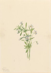 Veldviooltje (Viola rafinesquii)