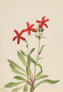 Vuurroze (Silene Virginica)