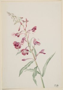 Vuurkruid (Epilobium angustifolium) door Mary Vaux Walcott