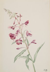 Wilgenroosje Epilobium angustifolium, 1902 door Mary Vaux Walcott