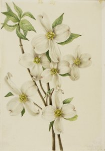 Bloeiende kornoelje (Cornus florida) door Mary Vaux Walcott