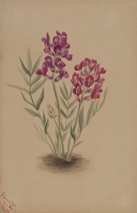 Bloemen van de Mesa, 1883 door Mary Vaux Walcott