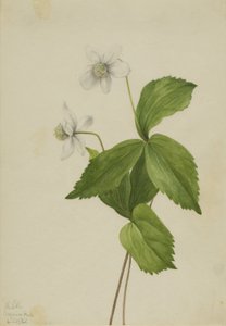 Bosanemoon (Anemone deltoidea)