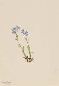 Vergeet-mij-niet Myosotis alpestris, 1907 door Mary Vaux Walcott