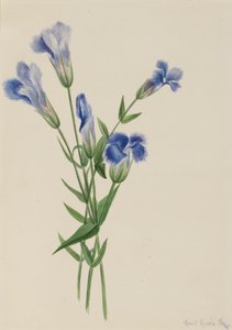 Fringed Gentiaan Gentiana crinita, 1905 door Mary Vaux Walcott