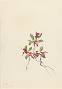 Gefranjerde Polygala (Polygala paucifolia) door Mary Vaux Walcott