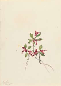 Fringed Polygala Polygala paucifolia, 1920 door Mary Vaux Walcott